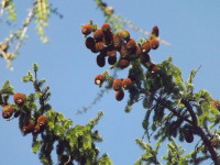 drzewokrzew_958