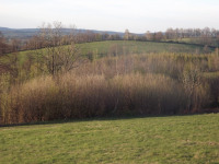 drzewokrzew_965