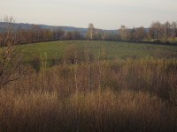drzewokrzew_966