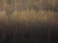 drzewokrzew_967