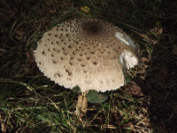 grzyb_003