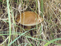 grzyb_004