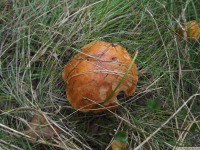 grzyb_005