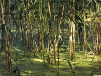 ros_inne_054