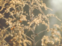 ros_inne_055