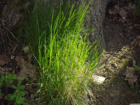 ros_inne_063