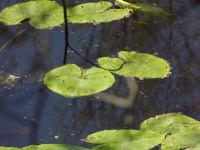 ros_inne_065