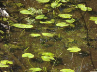 ros_inne_066