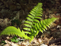 ros_inne_067