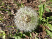 ros_inne_068