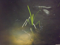 ros_inne_071