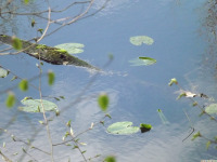 ros_inne_072