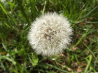 ros_inne_077