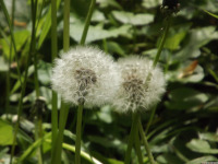 ros_inne_078