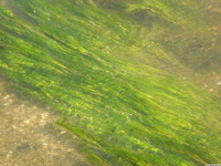 ros_inne_080