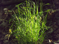 ros_inne_081