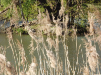 ros_inne_082