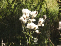 ros_inne_087