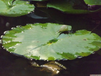 ros_inne_088