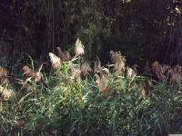 ros_inne_089