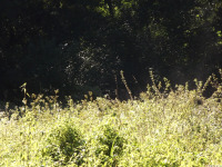 ros_inne_091