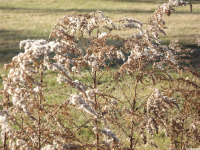 ros_inne_092