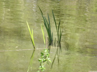 ros_inne_093.jpg