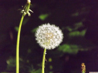 ros_inne_094.jpg