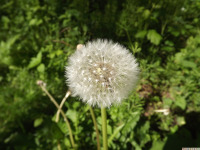 ros_inne_095.jpg