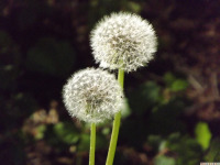 ros_inne_096.jpg