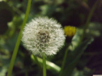 ros_inne_097.jpg
