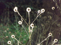 ros_inne_098.jpg