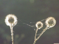 ros_inne_099.jpg