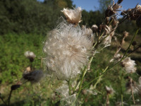 ros_inne_009