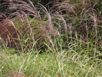 ros_inne_014