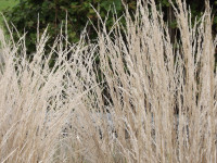 ros_inne_015
