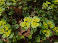 ros_inne_022
