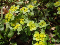 ros_inne_023