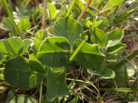 ros_inne_025