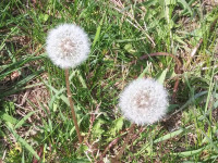 ros_inne_027
