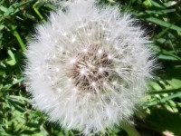 ros_inne_028