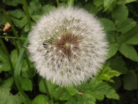 ros_inne_029
