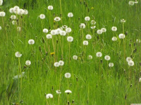 ros_inne_030