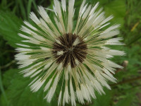 ros_inne_036