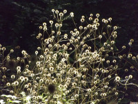 ros_inne_037