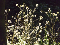 ros_inne_038