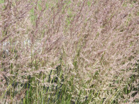 ros_inne_039