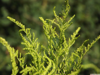 ros_inne_041