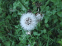 ros_inne_046
