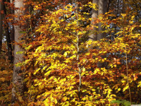 DSCF6192